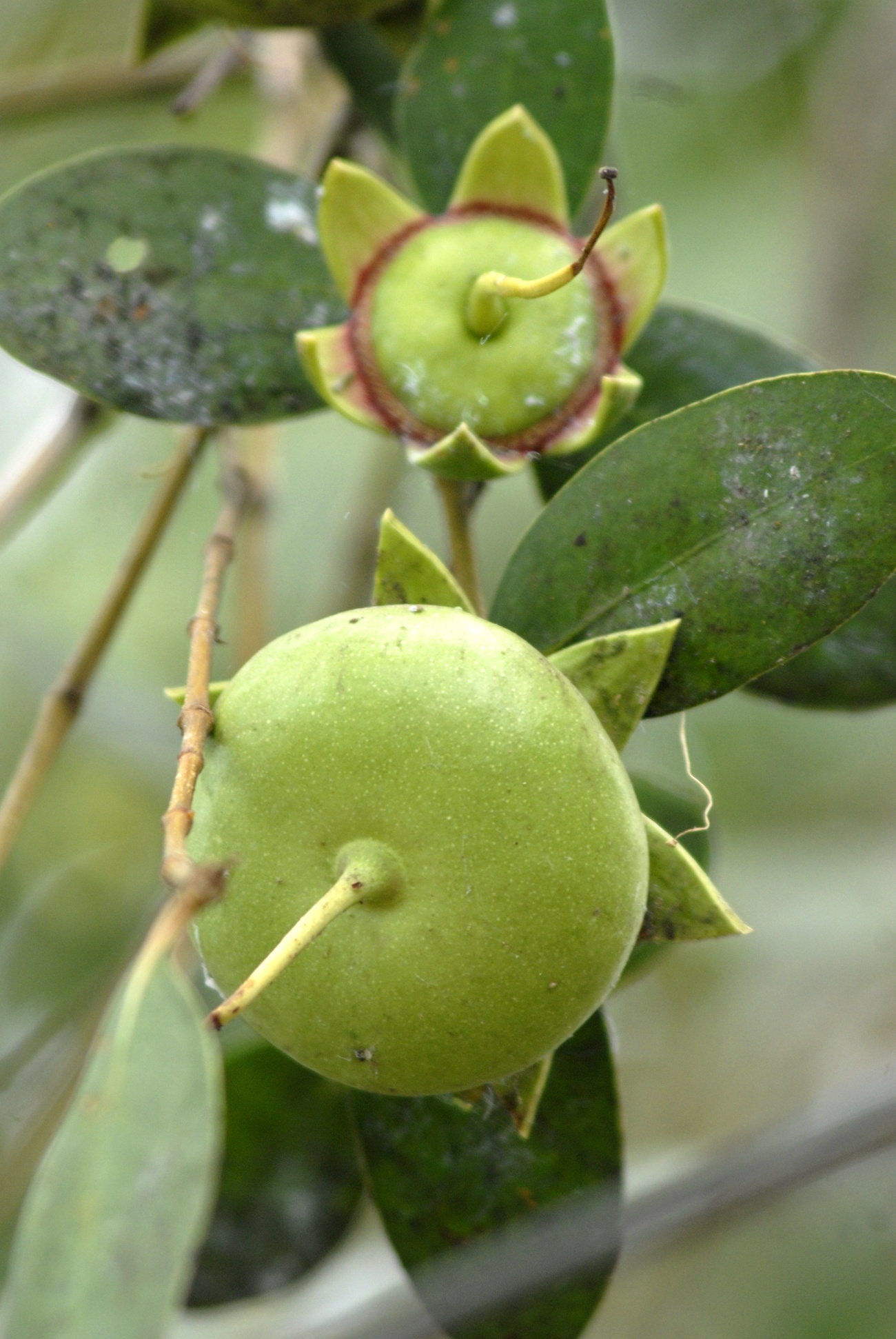 trong năm 2014 này, cơ sở sản xuất Tư Cúc cung cấp cho thị trường khoảng 6.000 hũ mứt bần, bột bần.  Ảnh Ngọc Trinh.