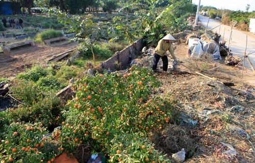 Quất héo xếp thành từng đống là hình ảnh dễ thấy khi đến Tứ Liên những ngày này