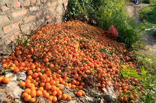 Quả quất rụng vàng khắp đường.