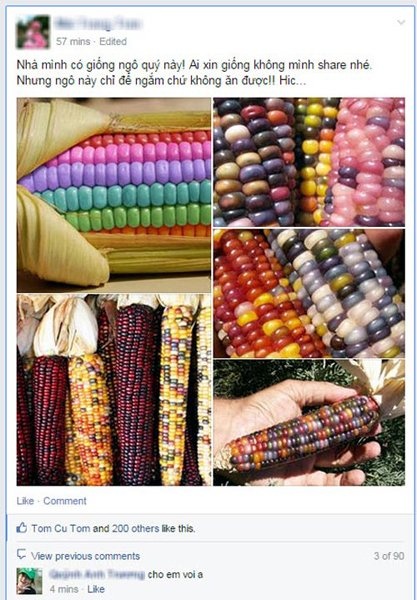 Những bắp ngô đầy màu sắc.