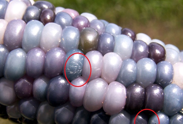 Sang My san 'ngo kim cuong cau vong' chieu dan an vat hinh anh