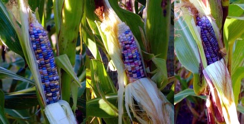 Ngô này chủ yếu để làm các loạt bột, trang trí, ăn hơi cứng.