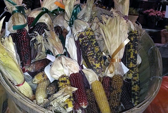 Tuy nhiên, cũng có loại ngô tím, tối màu nhưng không phải là giống ngô kim cương trên.