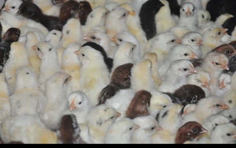 …Gà được bỏ vào khay hộp trước khi chuyển lên xe xuất bán đi các tỉnh.