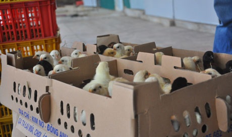 Anh Lập cho biết: Với gà Ai Cập giống 1 ngày tuổi được bán với giá 15.000 đồng/con, trung bình 4 ngày cơ sở bán ra trên 1,5 vạn con, mỗi tháng gia đình tôi có thu nhập trên 200 triệu đồng.