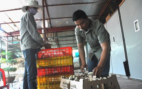 “Ngoài ra, tôi còn 2 trang trại vệ tinh (nuôi gia công) tại xã với quy mô hàng nghìn con, giúp tạo công ăn việc làm cho gần 10 lao động của địa phương” anh Lập tiết lộ thêm.