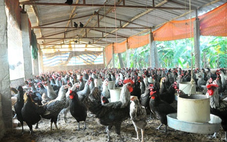 Diện tích trang trại nuôi gà Ai Cập của gia đình anh Lập có quy mô trên 5.000m2.