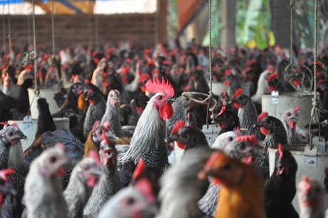 Trang trai ga Ai Cap cho thu nhap tien ty giua thu do hinh anh