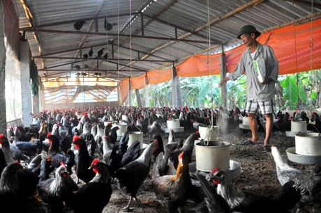 Hiện, trang trại của gia đình anh Lập đang nuôi gần 8.000 con gà Ai Cập bố mẹ với quy trình khép kín an toàn sinh học từ khâu xây dựng, xử l‎ý chuồng trại đến khâu ấp, nở ra gà giống.