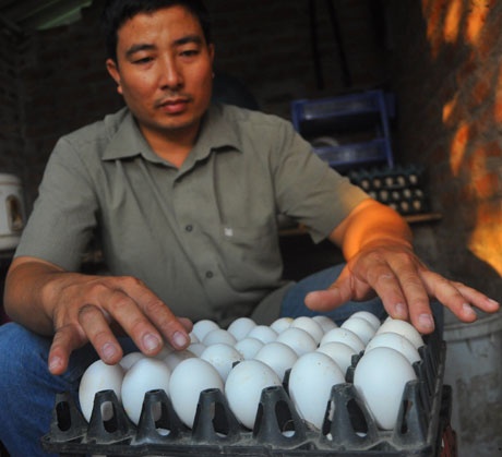 Anh Lập kiểm tra trứng trước khi đưa vào lò ấp.