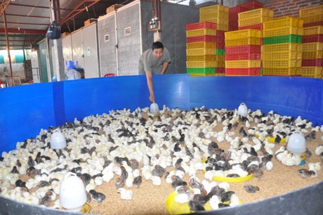 Gà Ai Cập con sau khi được ấp nở, sẽ được thả ra khu nuôi chăm sóc riêng…