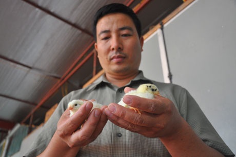 …Gà được phân loại trống, mái (Sau khi phân loại, gà giống đực sẽ được bán làm thức ăn cho các cơ sở nuôi rắn ở các tỉnh lân cận)…