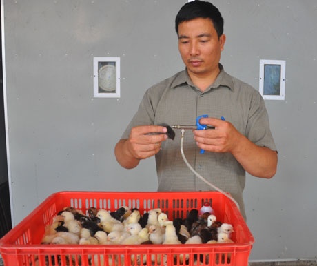 …Gà giống cái sẽ được giữ lại tiếp tục chăm sóc và tiêm phòng cẩn thận trước khi xuất bán…