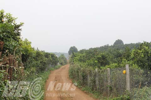 Ở xứ sở này, mọi điện tích đất đều được tận dụng trồng cam.