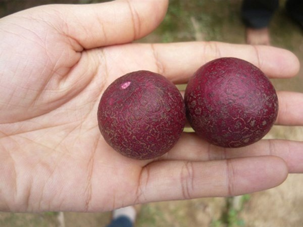 Những quả nhãn... tím kì lạ của lão nông Sóc Trăng Nhãn tím là một sản phẩm đột biến gene do nông dân Trần Văn Huy (ấp Phong Thạnh, xã Phong Nẫm, huyện Kế Sách, tỉnh Sóc Trăng) phát hiện rồi chiết cành, nhân giống cách đây hơn 10 năm.