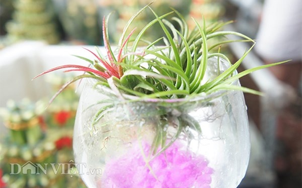 Cây không khí cực lạ, gây “sốt” Những ngày cuối tháng 9 năm nay, do sự hiếu kỳ, người dân miền Tây nườm nượp đi mua cây không khí, một dạng cây kiểng “lạ” mới vừa được du nhập vào miền Nam để về làm cảnh. Đặc tính của cây là không cần đất, chỉ cần không khí và thỉnh thoảng phun nước là cây sống tốt. Đặc biệt loại cây này có hoa cũng giống như hoa Lan (đẹp và lâu tàn). Ở thời điểm cây không khí trổ hoa, tại TP Sa Đéc, các cửa hàng bán đều đã