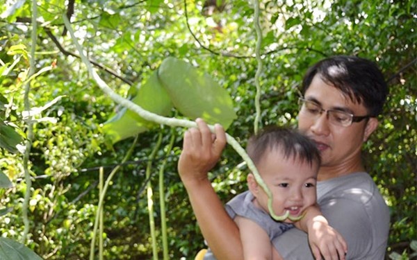 Trái mướp dài cả mét chỉ sau 2 tuần, loằng ngoằng hệt... rắn lục Vườn mướp có hình thù kỳ lạ này thuộc sở hữu của một người dân trồng trước cửa nhà ở huyện Bình Chánh, TP.HCM. Được biết, sau khi nhận được hạt giống từ một người bạn ở Gò Công, Tiền Giang, người dân này đã đem về trồng và kết quả thu được thật bất ngờ. Sau khi trồng khoảng một tháng rưỡi, anh này đã thấy khá