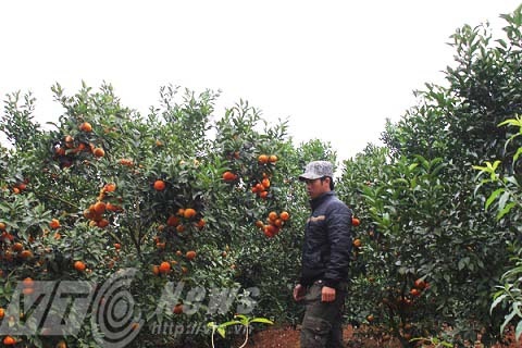 Nhờ kiên trì, chịu khó, chỉ sau vài năm trồng cam, Dũng đã thành tỷ phú.