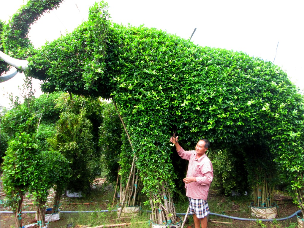 Kieng hinh de chuc trieu/cap dat hang truoc Tet At Mui hinh anh