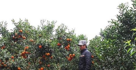 Nhung thanh nien lam nong kiem bac ty de nhu choi o Hoa Binh hinh anh