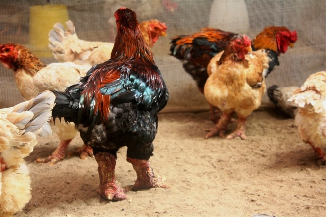 Gà Đông Tảo giá trị cao nhưng kén khách mua... Đọc thêm tại: http://nongnghiep.vn/lao-nong-dam-me-giong-ga-bac-trieu-post136626.html | NongNghiep.vn