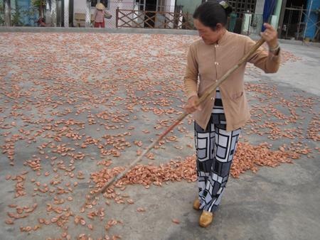 Phơi tôm trên nền sân xi-măng khoảng 2-3 ngày trước khi đập tách vỏ trở thành tôm khô.