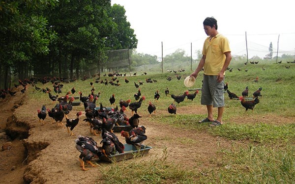 Trại gà mía của lão nông Hà Văn Chiến. 