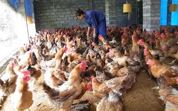 Kien tao 'vuong quoc' ga Mia hinh anh