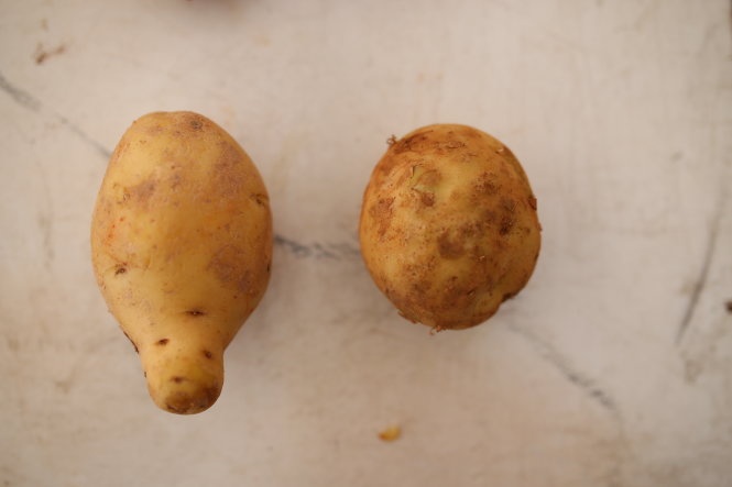 Khoai Trung Quốc (bên trái) củ to hơn và hình dáng củ đồng đều, có sậm màu.