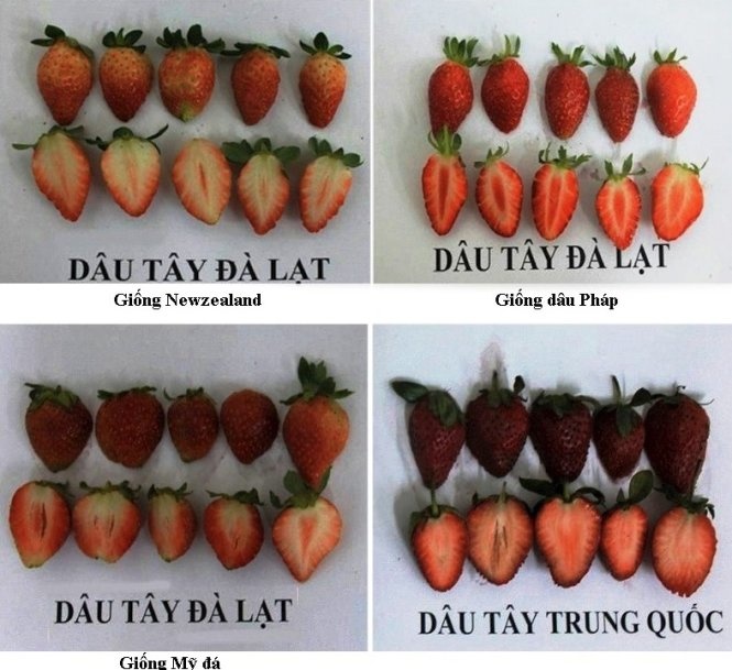 Dâu tây Đà Lạt và dâu tây Trung Quốc.