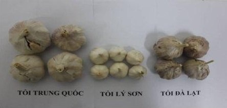 Hình dạng bên ngoài của Tỏi Trung Quốc, tỏi Lý Sơn và Tỏi Đà Lạt.