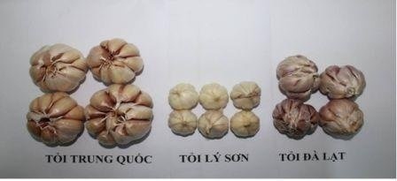 Khi cuống tỏi được bóc ra.