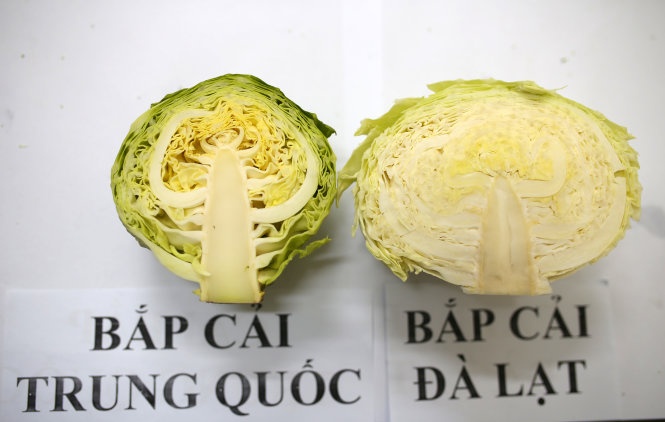 Bắp cải Trung Quốc khi cắt đôi ra các lá không bó sát vào nhau, kết cấu rất lỏng lẻo.