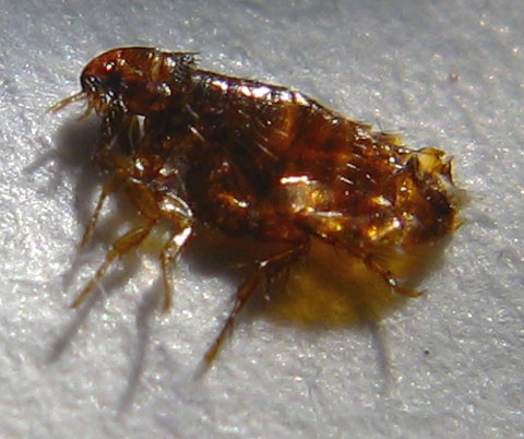 Ve.