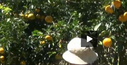 Lao nong U80 van hang say lam vuon hieu qua hinh anh