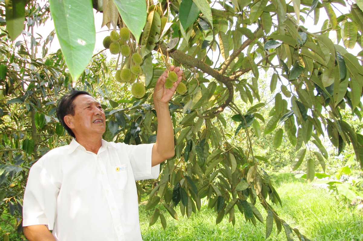 Bay doi lay phan bon sau rieng, thu tien ty o mien Tay hinh anh