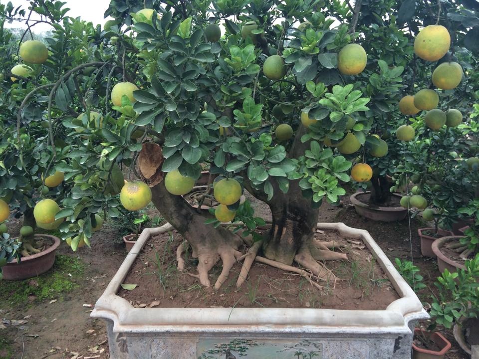 Rao ban 40 trieu dong mot cay buoi canh bonsai chung Tet hinh anh