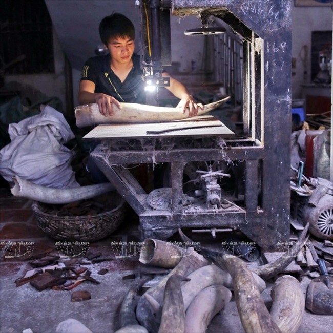 Sừng bò được người dân làng nghề Thụy Ứng thu gom từ các nơi làm nguyên liệu sản xuất đồ mỹ nghệ.