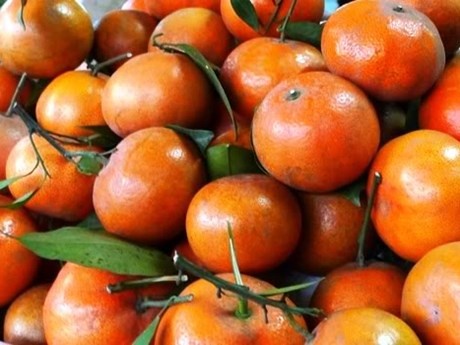 Cam Canh 'xin': Nha giau lam tien khong mua noi hinh anh