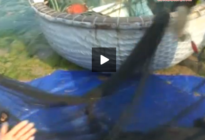 Ngu dan trung dam tom hum giong hinh anh