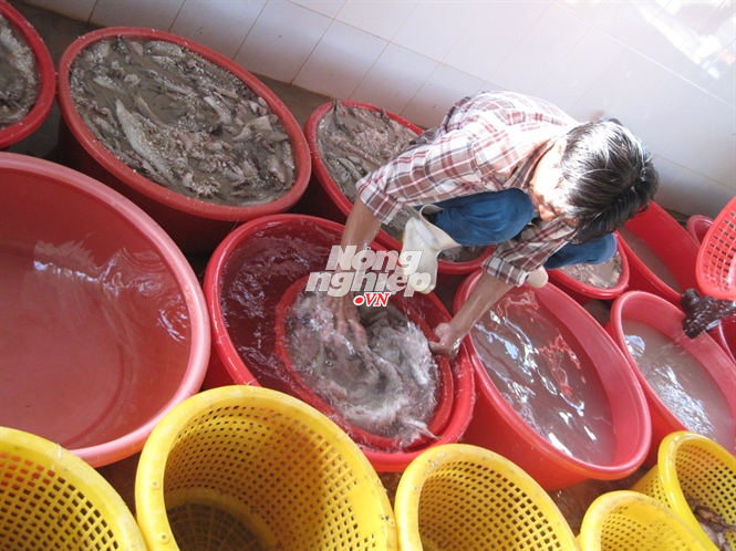 Cá biển sau khi xử lý (móc ruột, đánh vảy) được đem ngâm muối trong các thau nhựa lớn 20 lít... Đọc thêm tại: http://nongnghiep.vn/lo-ngai-ca-kho-tam-mau-post136838.html | NongNghiep.vn