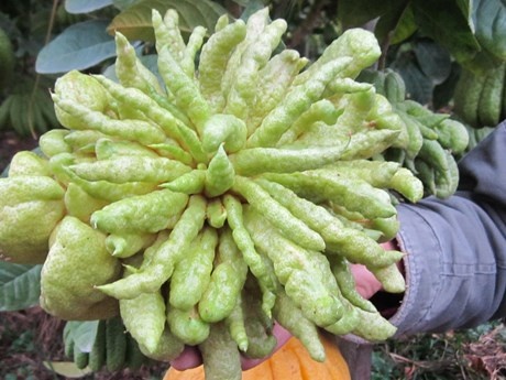 Loat phat thu 'quy tuong' chuc trieu ban Tet nay hinh anh