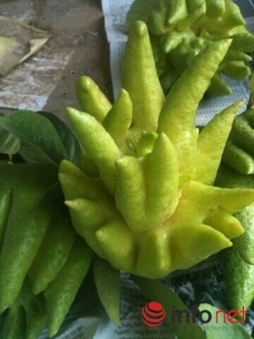 Trước Tết Nguyên Đán hai tháng hầu hết vườn phật thủ tại xã Đắc Sở (Hoài Đức, Hà Nội) được thương lái đến ngã giá thu mua. Nhiều quả phật thủ đẹp được đánh giá có thể bán hàng triệu đồng.  Gần hai tháng nữa mới đến Tết Ất Mùi nhưng tại xã Đắc Sở nhiều vườn phật thủ đã được bán cho thương lái.  Phật thủ là loại quả quen thuộc trên bàn thờ của người Việt mỗi dịp ngày rằm, ngày lễ, Tết. Loại quả có hình giống bàn tay của đức Phật này đang mang lại nguồn thu lớn cho nhiều hộ nông dân ở Đắc Sở (Hoài Đức, Hà Nội).  Một quả phật thủ có hình dáng độc đáo được bán với giá 2,5 triệu đồng