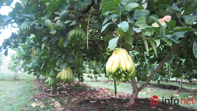 Mỗi một mảnh vườn khoảng một mẫu, người dân ở đây bán với giá từ 800 triệu đến <abbr class=