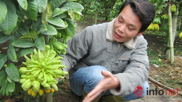 Mảnh vườn trồng phật thủ khoảng một mẫu được người dân ở đây bán với giá từ 800 triệu đến <abbr class=