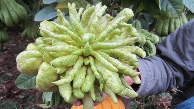 Chủ vườn cho biết, họ đã bán cả vườn cho thương lái nên giá cả từng quả phật thủ là do thương lái quyết định. Năm ngoái cũng vào thời điểm sát Tết, có chủ vườn đã bán được quả phật thủ lên tới 13 triệu đồng. Một quả phật thủ đẹp được đánh giá là quả to, nhiều tầng, quả có nhiều 