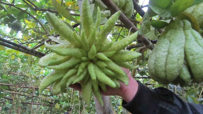 Theo đánh giá của nhà vườn, giá mua xô tại vườn khoảng 60.000- 90.000 đồng/quả nhưng với những quả có hình dáng đẹp, đặc biệt như thế này thì khi bán ngày Tết có thể lên tới 3-4 triệu đồng Anh Nguyễn Tuấn Trường, một chủ vườn ở Đắc Sở cho biết, đến thời điểm này hầu hết các vườn phật thủ đã được bán cho khách. Chủ vườn có trách nhiệm trông coi cho khách đến  tận ngày cắt bán. Những vườn phật thủ đẹp dịp Tết năm nay khoảng 8 sào được bán với giá gần <abbr class=