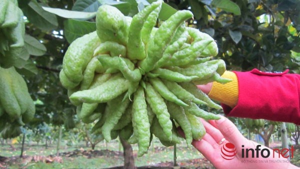 Một quả phật thủ đẹp được đánh giá là quả to, nhiều tầng, quả có nhiều ngón tay dài, vươn rộng, hoặc chĩa lên đầy đủ các yếu tố “Thịnh-Suy-Bĩ-Thái”. Bên cạnh đó anh Trường cũng cho hay, cây phật thủ đem lại thu nhập lớn cho người dân Đắc Sở vì phật thủ ra quả quanh năm. Hơn một mẫu phật thủ của anh Trường ngày thường trong năm bán được khoảng 900 triệu cộng với thời điểm dịp Tết này được hơn 800 triệu. Tuy nhiên trồng cây phật thủ phụ thuộc vào nhiều yếu tố như thời tiết, kỹ thuật chăm sóc.