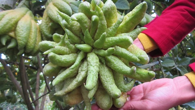 Năm ngoái quả phật thủ có giá cao nhất vườn Đắc Sở là 13 triệu đồng 