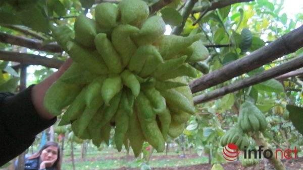 Đến thời điểm này các vườn phật thủ đã có người đặt mua. Tết năm nay nhiều nhà vườn thu lãi về từ 600- 800 triệu đồng.